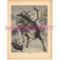 Reindeer, Victorian Natural History Book Illust...
