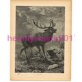 Red Deer, Victorian Natural History Book Illust...