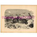 Viscachas, Victorian Natural History Book Illus...