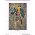 BLUE MACAW, BOOK ILLUSTRATION (PRINT), LYDEKKER...