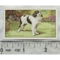 1936 Gallaher Dogs 1st Series No. 5 The King Ch...