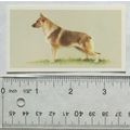 1979 Grandee Top Dogs Card No. 2 The German She...
