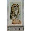 1960 Horniman's Tea card Pets No. 25 Tawny Owl