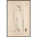 NODDING MELIC-GRASS 1872 John Edward Sowerby PL...