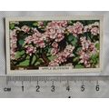 1938 Gallaher's Garden flowers No. 5 Apple Blossom