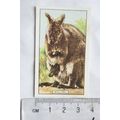 1937 Gallaher Wild Animals No. 35 The Wallaby