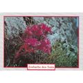Mountain House Leek Postcard posted 1991 VGC