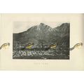 Cape Town, South Africa, Book Illustration (Pri...