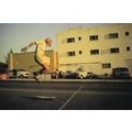 Calafornia Skateboarder Surfer in Circus Traffi...