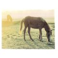 NEW FOREST PONY unused vintage postcard by Rich...