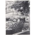 Italian Tabby Cat On Windowsill In Rain Let Me ...