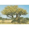Termite Insect Hill by Bush at Namibia Africa P...