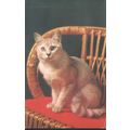 Vintage Salmon PC - Cat On Chair