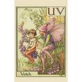 The Vetch Fairy From 1934 Flower Fairies Book P...