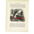 Beavers At Work, Animal Book Illustration (Prin...