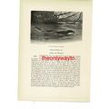 Otter Swimming By Moonlight, Animal Book Illust...
