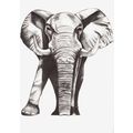 Postcard Elephant, pencil drawing