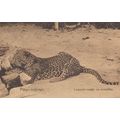 Pungo Leopardo Cacado Em Armadilha Antique Leop...