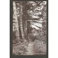 The Pine Trees Brundall Gardens Norfolk J. Salm...