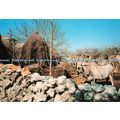 D100521 Istra. Suvenir Dizain. Pula