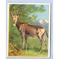 Tobacco Card ~ Company: American Tobacco Compan...