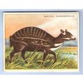 Tobacco Card ~ Company: American Tobacco Compan...