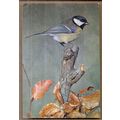GREAT TIT, BIRD vintage used postcard by J Arth...