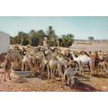 Puits des Meharas Morocco Postcard posted 1972 ...