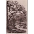 B645 BLAENAU FESTINIOG - CWMBOWYDD WOODS. R/P P...