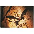 Animal - Parnell's Moustached Bat - Canadian po...