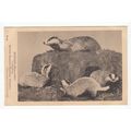 Badgers British Museum Postcard B63