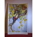 GT. SPOTTED WOODY by Winifred Austen unused pos...