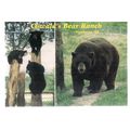 OSWALD'S BEAR RANCH, Newberry, Michigan unused ...
