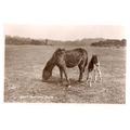 MOORLAND PONIES, unused vintage postcard by Swe...