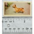 1955 Kane Products card Dogs No. 31 Welsh Corgi