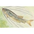The Tale Of Jeremy Fisher Beatrix Potter Trout ...