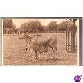 whipsnade park eland 1950s zoological society