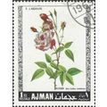 AJMAN, FLOWER, Indian Pink rose, white 1969, 51...