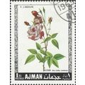 AJMAN, FLOWER, Indian Pink rose, white 1969, 51...