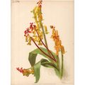 SEEDLING LACHENALIAS - BOTANY 1894 Henry George...