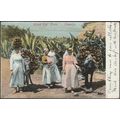 Wood Gat' 'Erers, Tenerife, 1904 - Tarjeta Postal