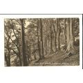 Warwickshire BIRMINGHAM Edge Hill Beech Woods P...
