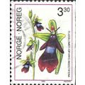 NORWAY, FLOWER, Fly Orchid, Ophrys insectifera,...