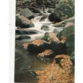 Padley Gorge Derbyshire Postcard unused VGC