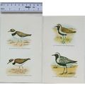 Coloured illustration: Golden Plover, Grey Plov...