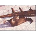 Otters, The Otter Trust, Earsham, Suffolk