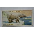 1924 Players Natural History card No. 7 Polar Bear