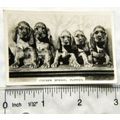 1939 Senior Service Dogs No. 6 Cocker Spaniel P...