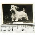 1939 Senior Service Dogs No. 5 Sealyham Terrier