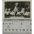 1939 Senior Service Dogs No. 8 Clumber Spaniel ...